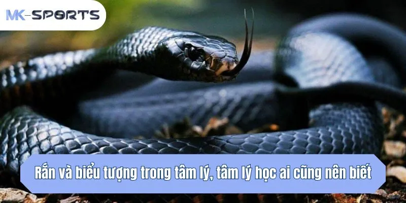 Rắn và biểu tượng trong tâm lý, tâm lý học ai cũng nên biết